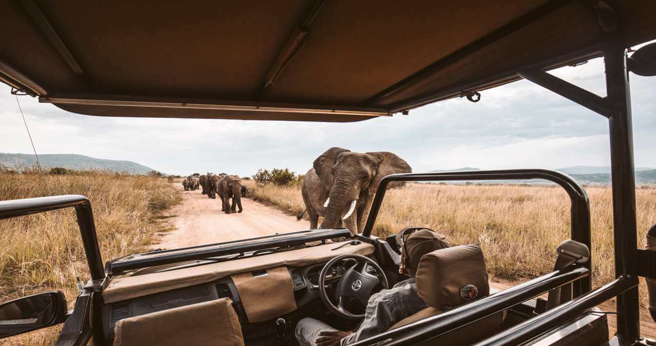 Safari na África: você sabe dizer o que é um Safari?